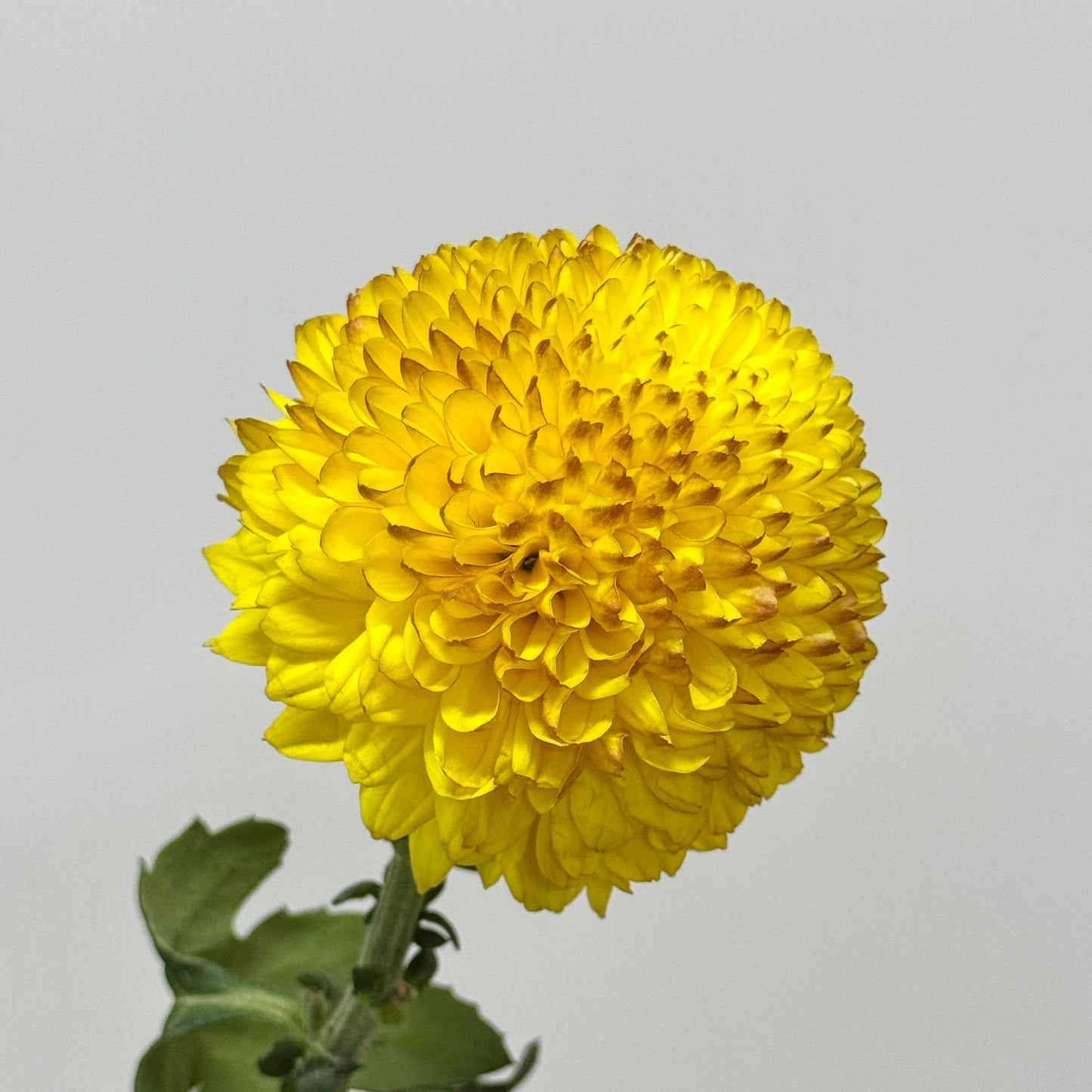 Ping Pong Chrysanthemum - Light Yellow
