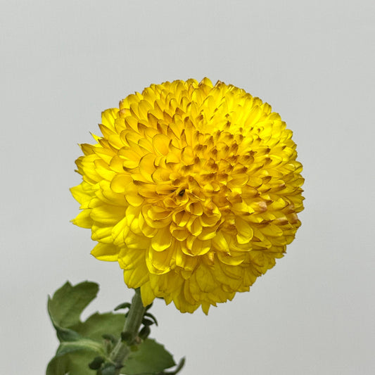 Ping Pong Chrysanthemum - Light Yellow