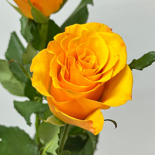 Rose - Refulgence 辉煌