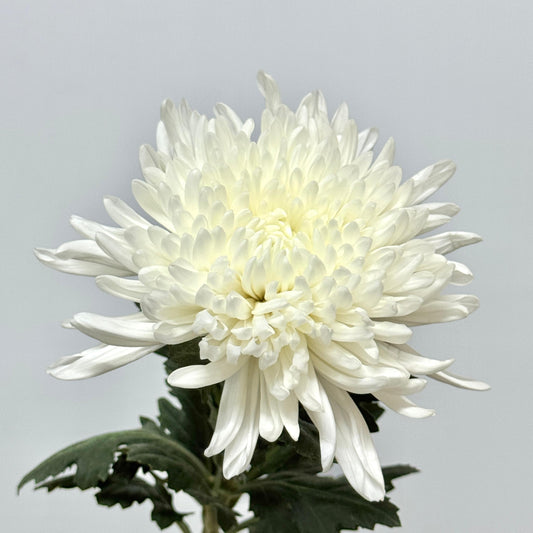 Net Mum Chrysanthemum - White