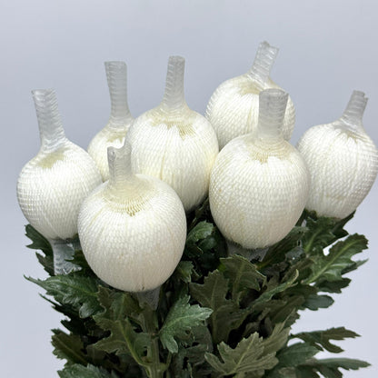 Net Mum Chrysanthemum - White