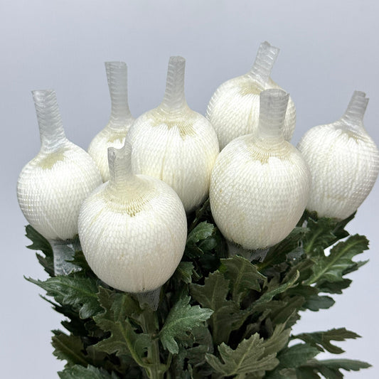 Net Mum Chrysanthemum - White