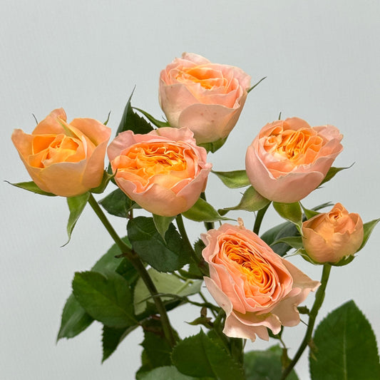 Rose Spray - Micky 米奇