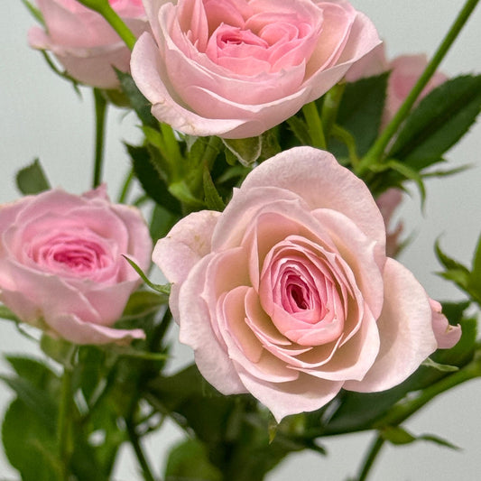 Rose Spray - Perfect Sweet 完美甜蜜