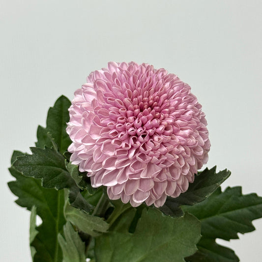Ping Pong Chrysanthemum - Pink / Purple