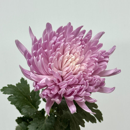 Net Mum Chrysanthemum - Pink