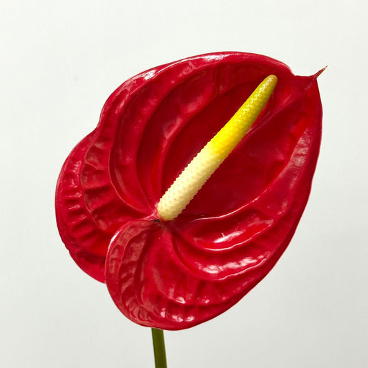 Anthurium Red - M