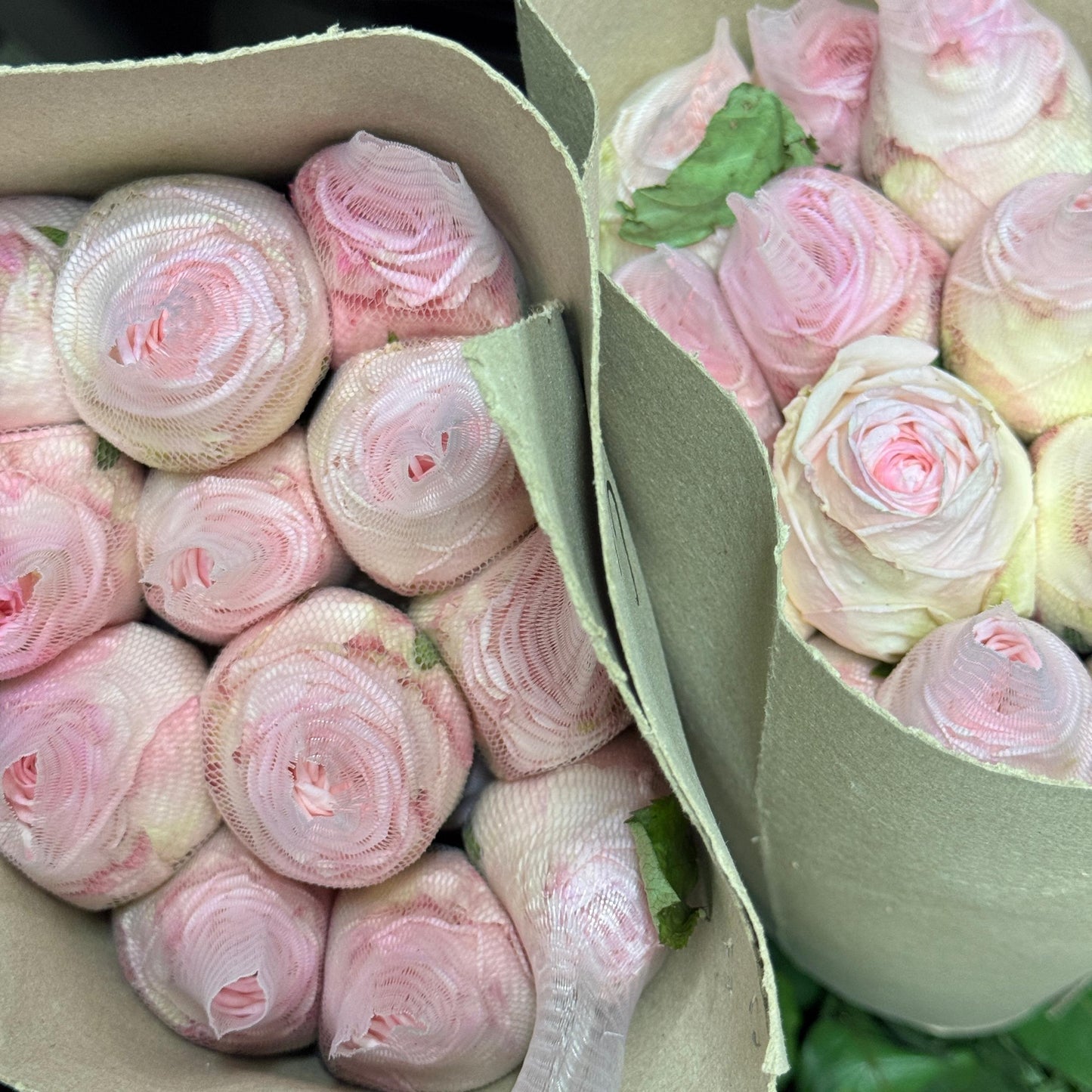 Rose Local AAA - Lychee Pink