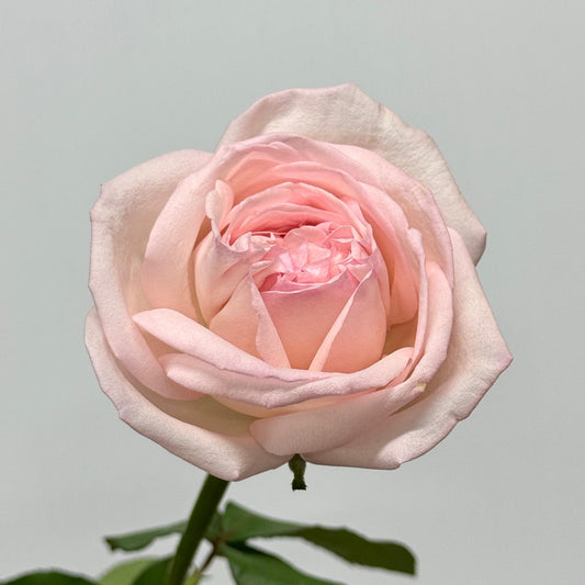 Rose Local AAA - Lychee Pink