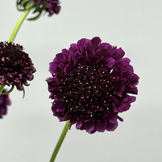 Scabiosa - Dark Purple