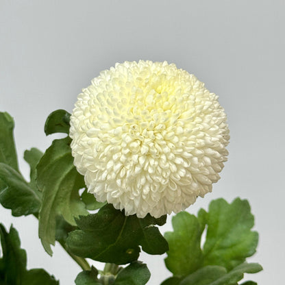 Ping Pong Chrysanthemum - White