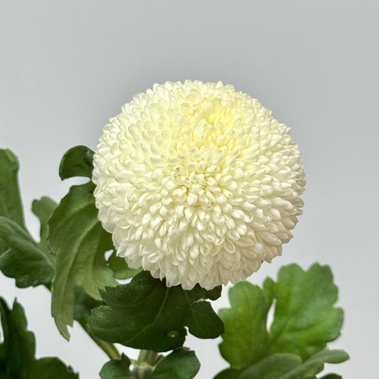 Ping Pong Chrysanthemum - White