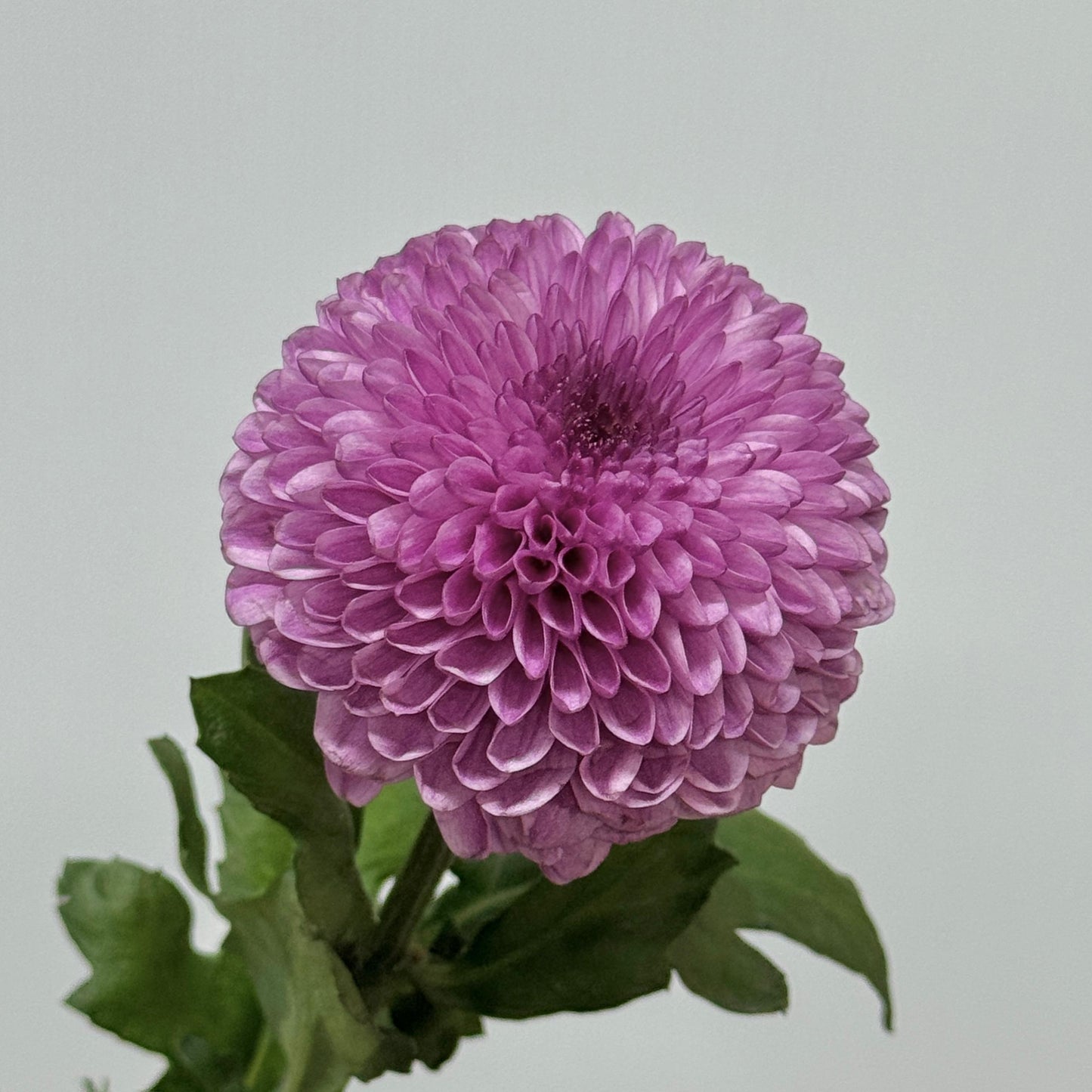 Ping Pong Chrysanthemum - Pink / Purple