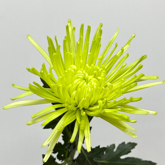 Net Mum Chrysanthemum - Green