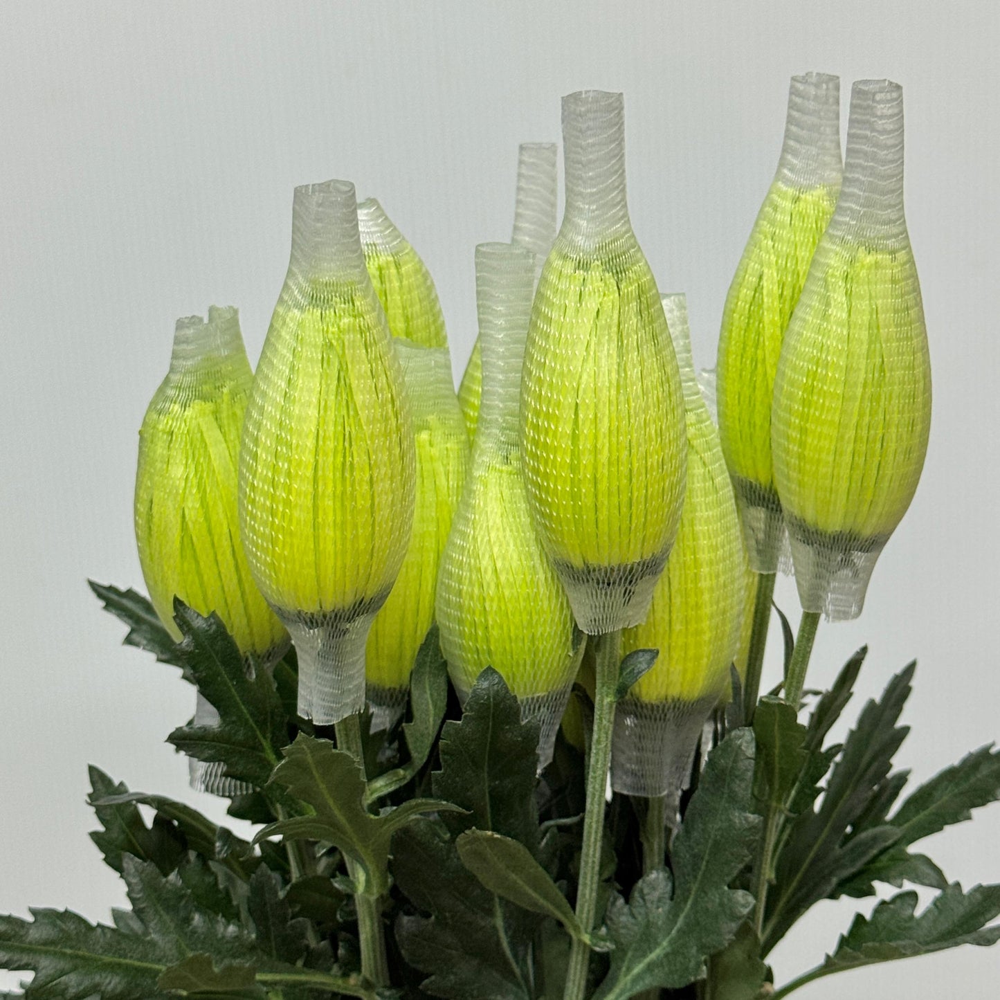 Net Mum Chrysanthemum - Green