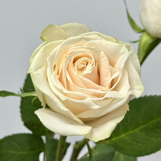 Rose - Vendela