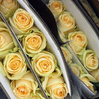 Rose - Champagne