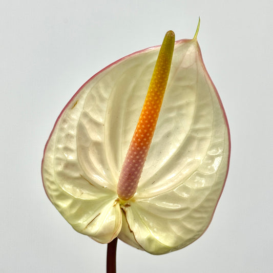 Anthurium White And Pink - M