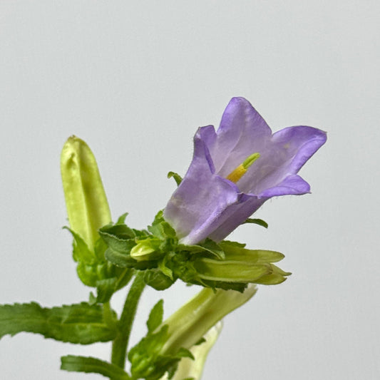 Campanula - Purple